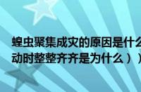 蝗虫聚集成灾的原因是什么（蝗虫集体出现时（蝗虫集体出动时整整齐齐是为什么））