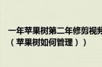 一年苹果树第二年修剪视频（苹果树怎样管理第二年能结果（苹果树如何管理））