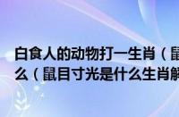 白食人的动物打一生肖（鼠目寸光是什么生肖正确答案是什么（鼠目寸光是什么生肖解一动物））