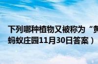 下列哪种植物又被称为“黄花地丁”、“婆婆丁”（支付宝蚂蚁庄园11月30日答案）