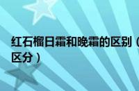 红石榴日霜和晚霜的区别（雅诗兰黛红石榴日霜和晚霜怎么区分）