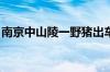 南京中山陵一野猪出车祸了 具体是什么情况！