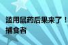 滥用鼠药后果来了！慢性灭鼠药正在杀死顶级捕食者