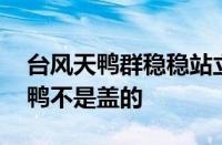 台风天鸭群稳稳站立纹丝不动 网友：涡轮增鸭不是盖的