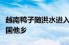 越南鸭子随洪水进入广西境内：被无辜冲到异国他乡